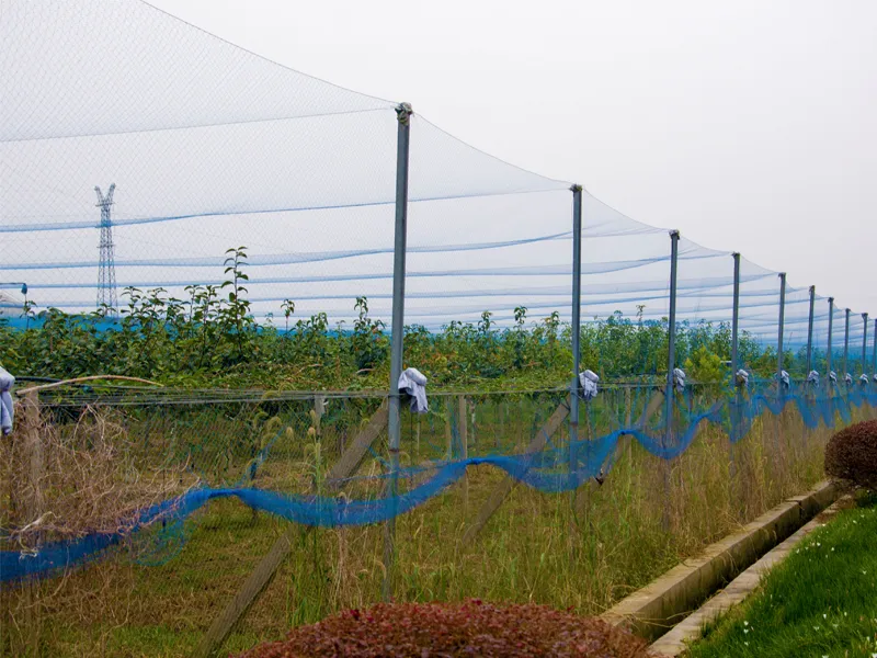 Anti Bird Net