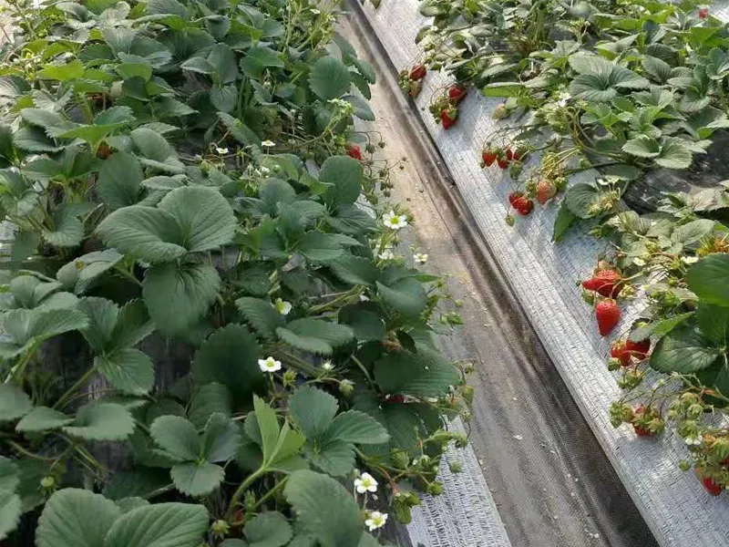 Netting for Strawberry Plants