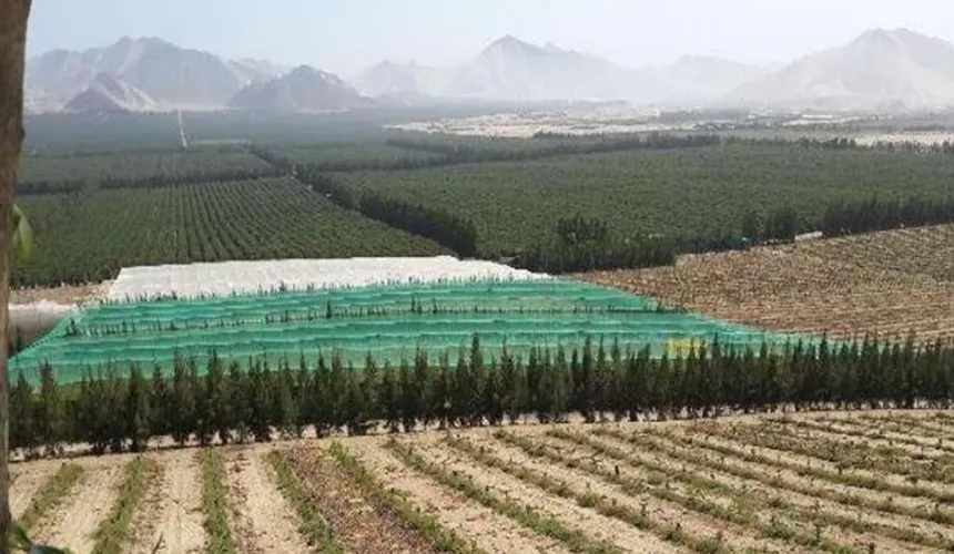 Peruvian Asparagus Grown Under Shade Netting