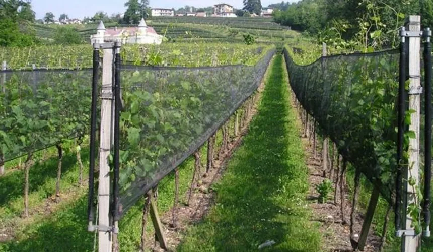 Windbreaks for Berry Cultivation in France