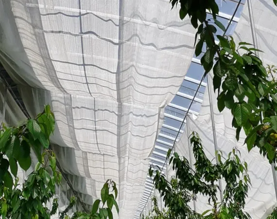 shade net for vegetables