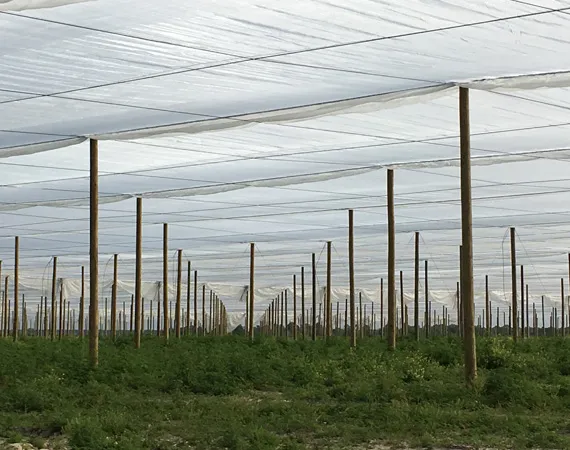 anti bird netting for grass seed