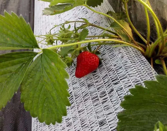 garden bed weed mat