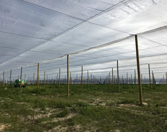 green pigeon net