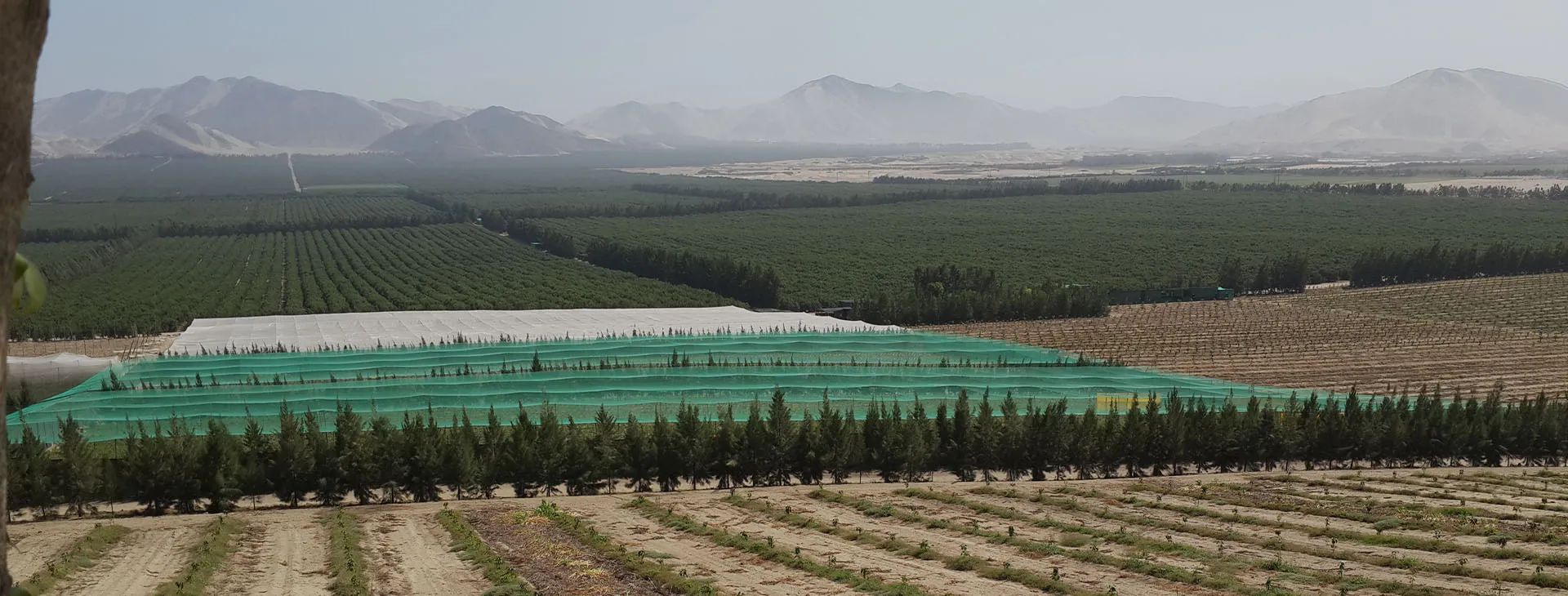 Anti Insect Net