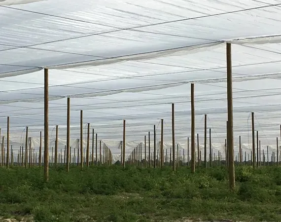 Anti Aphid Net