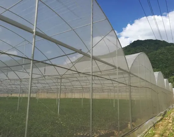 Anti Fruit Fly Net