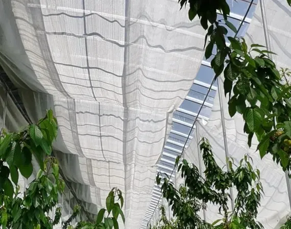 Shade Nets for Berry Crops