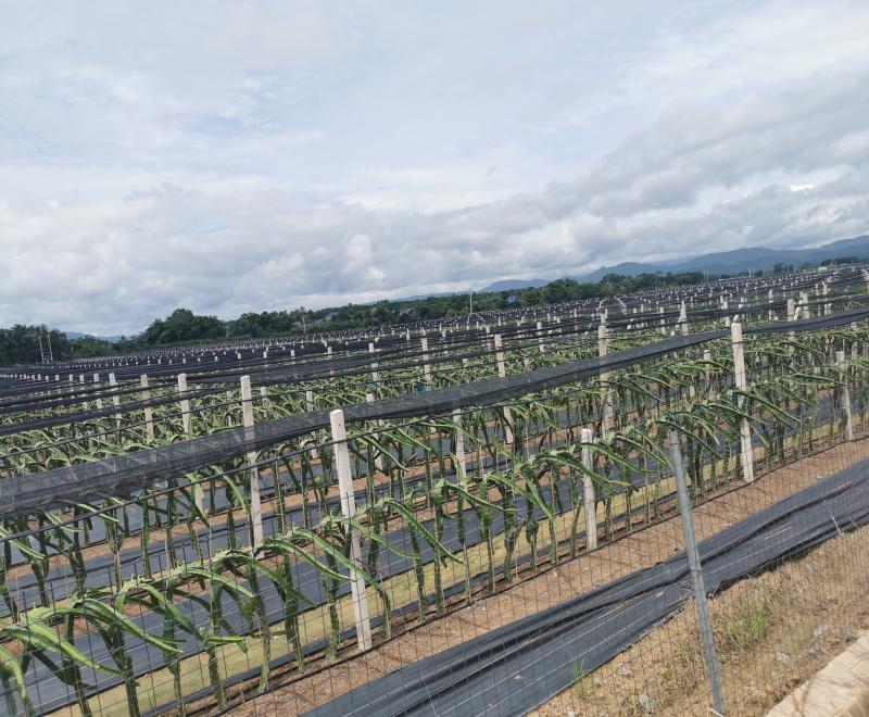 agriculture-shade-net
